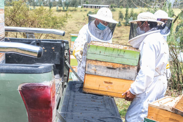 Two male beekeepers upload honeycombs to a van for transport