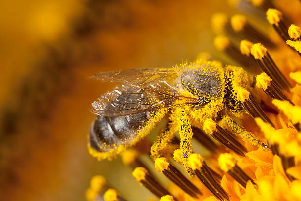 Bee collecting pollen from a sunflower